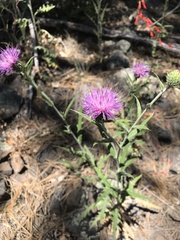 Cirsium wheeleri