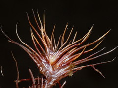 Oreobolus pectinatus