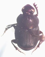 Onthophagus viridivinosus