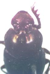 Onthophagus viridivinosus