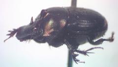 Onthophagus viridivinosus