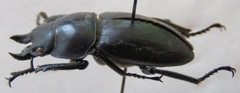 Neolucanus brevis