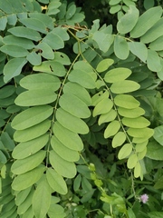 Robinia pseudoacacia