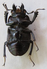 Neolucanus brevis
