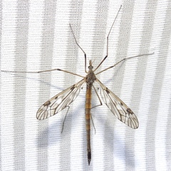 Tipula longiventris