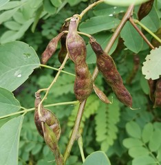 Robinia pseudoacacia