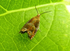Olethreutes permundana
