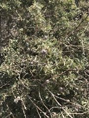 Atriplex acanthocarpa