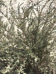 Atriplex matamorensis