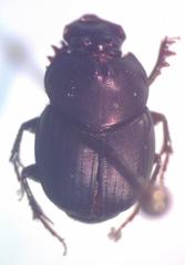 Onthophagus viridivinosus