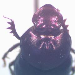 Onthophagus viridivinosus