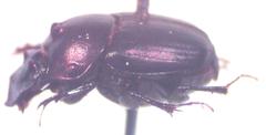 Onthophagus viridivinosus