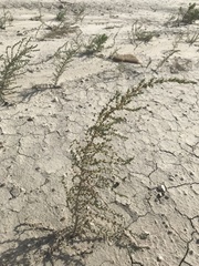 Atriplex matamorensis