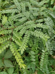 Gleditsia triacanthos