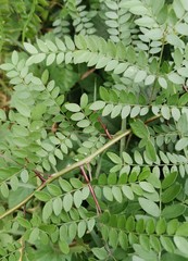Gleditsia triacanthos