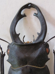 Odontolabis cuvera salvazae