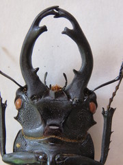 Odontolabis cuvera salvazae