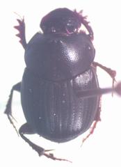 Onthophagus viridivinosus