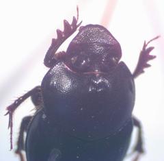 Onthophagus viridivinosus