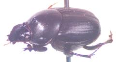 Onthophagus viridivinosus