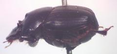 Onthophagus viridivinosus
