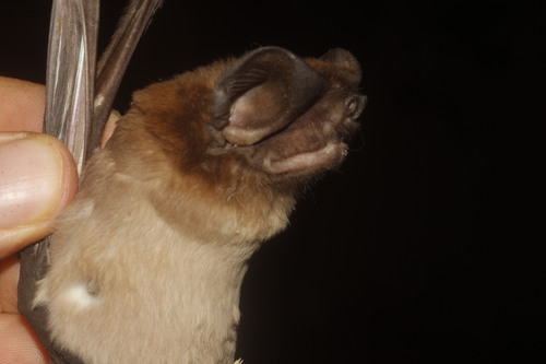 Fierce Bonneted Bat