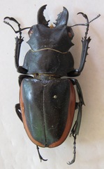 Odontolabis cuvera salvazae