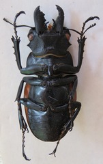 Odontolabis cuvera salvazae