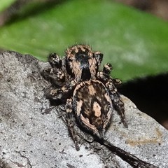 Habronattus fallax