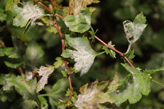 Podosphaera clandestina