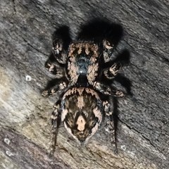 Habronattus fallax