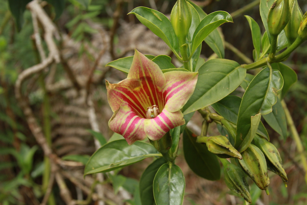 Symbolanthus