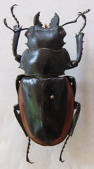 Odontolabis cuvera salvazae