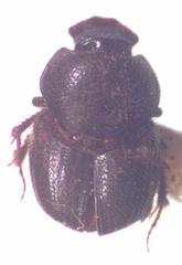 Onthophagus landolti
