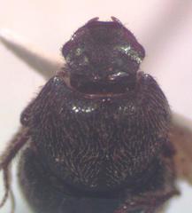 Onthophagus landolti