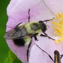 Volucella bombylans