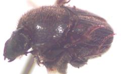 Onthophagus landolti