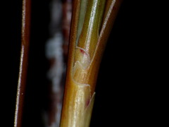 Dracophyllum oliveri