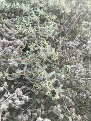 Atriplex acanthocarpa