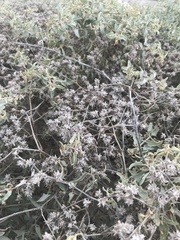 Atriplex acanthocarpa