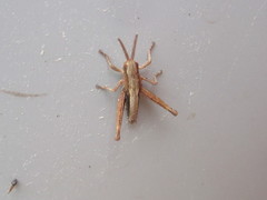 Chloealtis conspersa