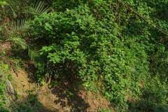 Ehretia dicksonii