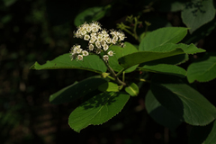 Ehretia dicksonii