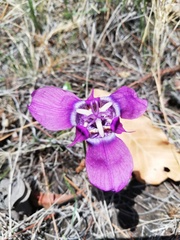 Tigridia augusta