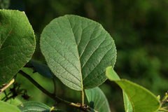 Ehretia dicksonii