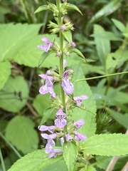 Stachys nuttallii