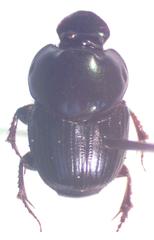 Onthophagus batesi