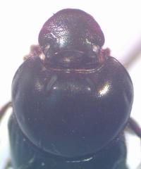 Onthophagus batesi