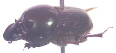 Onthophagus batesi