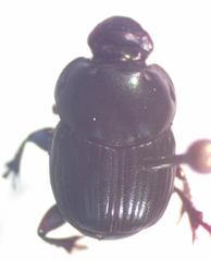 Onthophagus batesi